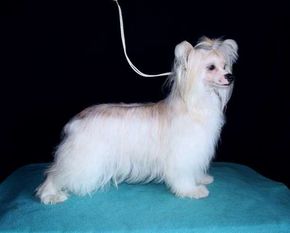 Be My Dog's Hastalavista Be My Dog's Hastalavista