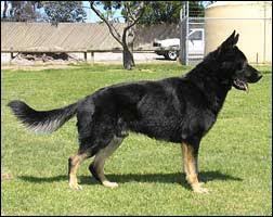 Agassi vom Schwarzhund Agassi vom Schwarzhund