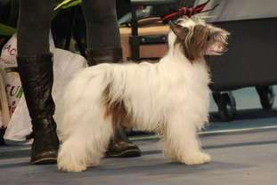 Little Dog Of Dream Happy Corsair Little Dog Of Dream Happy Corsair