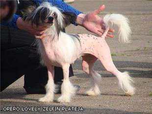 Orero Lovely Zelfin Plateja Orero Lovely Zelfin Plateja