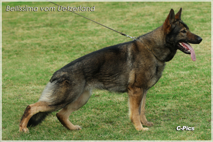 Bellissima vom Uetzerland Bellissima vom Uetzerland