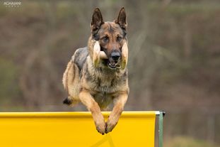 Balto Garm Haus Balto Garm Haus