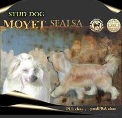 Moyet Sealsa Moyet Sealsa