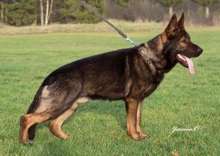 Ajax (NHSB 3077678) Ajax (NHSB 3077678)