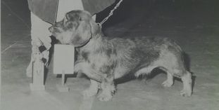 Suddebok-Voum Suddebok-Voum