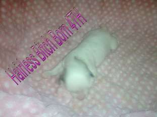 Bydezign Hairless Born Fourth Bydezign Hairless Born Fourth