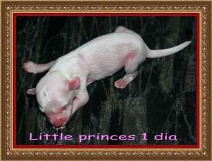 Little Princess De Almamasan Little Princess De Almamasan