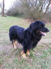 Chico vom Schondratal Chico vom Schondratal