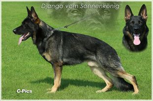 Django vom Sonnenkönig Django vom Sonnenkönig