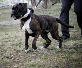 Fifilis European K9 training base Fifilis European K9 training base