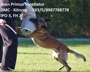 Aron Primus Proeliator Aron Primus Proeliator