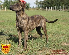 Belona Cerberus Illusion Belona Cerberus Illusion