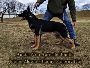 Anubis von Auric de Bonilla Anubis von Auric de Bonilla