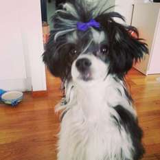 Mhalhi's Hazel Heartbreaker Mhalhi's Hazel Heartbreaker