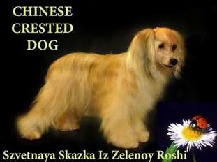 Szvetnaya Skazka Iz Zelenoy Roshi Szvetnaya Skazka Iz Zelenoy Roshi