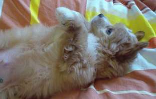 Ogni Stolitsy Amadey Ogni Stolitsy Amadey