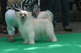 Naughty Ball Of Hair De Almamasan Naughty Ball Of Hair De Almamasan