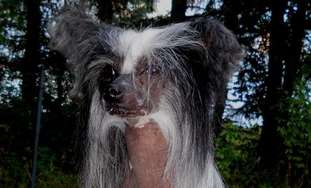 Aragorn Pony Dog Aragorn Pony Dog
