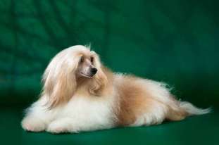Lionella Luxery Lionella Luxery