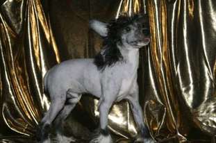 Denize'z Gizmo'z Mini Denize'z Gizmo'z Mini