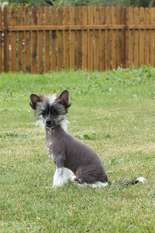 Caesare Black Akwen Caesare Black Akwen
