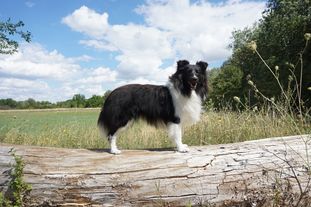 Loyal Royal from Shamrock River Loyal Royal from Shamrock River