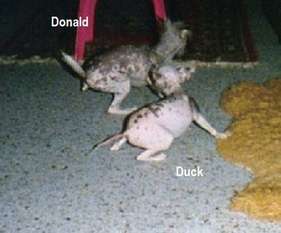 Duck Zwaaluw Beek Duck Duck Zwaaluw Beek Duck