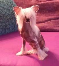 Little Crazy Crested Little Crazy Crested