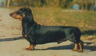 Dolar Wan-Hen Dolar Wan-Hen