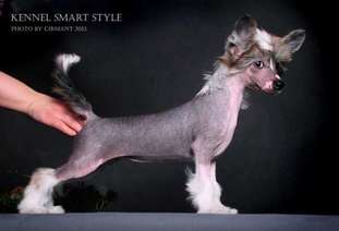 Smart Style Olarty Smart Style Olarty