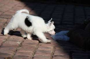 Bella Constanta Hillary Bella Constanta Hillary
