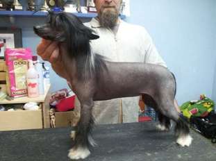 Pepper De Bandedogge Pepper De Bandedogge