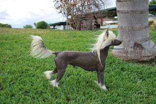 Solaris Proud Pony 4-reil Devon Solaris Proud Pony 4-reil Devon