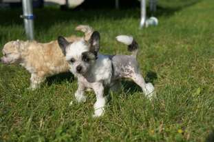 Bounty Pony Dog Bounty Pony Dog