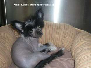 Nina's K Mine That Bird Nina's K Mine That Bird