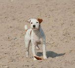 dog image background