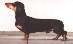 Camillo Aus der Lewermang Camillo Aus der Lewermang