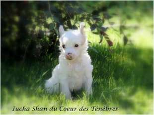Iucha-shan Du Coeur Des Tenebres Iucha-shan Du Coeur Des Tenebres