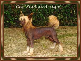 Zholesk Arrigo Zholesk Arrigo