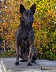 Lumen (Müller) Lumen (Müller)