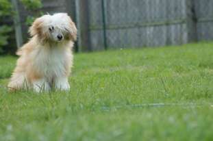 Brauny-jane Von Taja Brauny-jane Von Taja