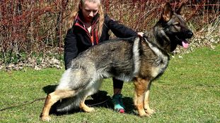 Kimba von der Fuchsbergkuppe Kimba von der Fuchsbergkuppe