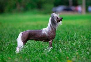 Sleek Slim Pet-baby Antalia Sleek Slim Pet-baby Antalia