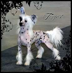 Canch Biss Bpiss Bpis Sassytails Tempting Fate Canch Biss Bpiss Bpis Sassytails Tempting Fate