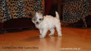 Cudna Cini Mini Cudna Sfora Cudna Cini Mini Cudna Sfora