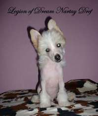 Legion Of Dream Nartay Dref Legion Of Dream Nartay Dref