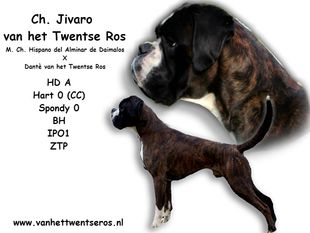Jivaro van het Twentse Ros Jivaro van het Twentse Ros