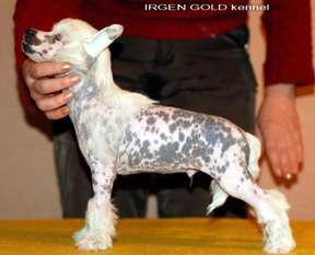 Irgen Gold Theodore Irgen Gold Theodore