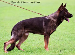Qas de Querien-Can Qas de Querien-Can