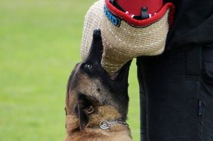 Asim vom Buxtehuder Bullen Asim vom Buxtehuder Bullen